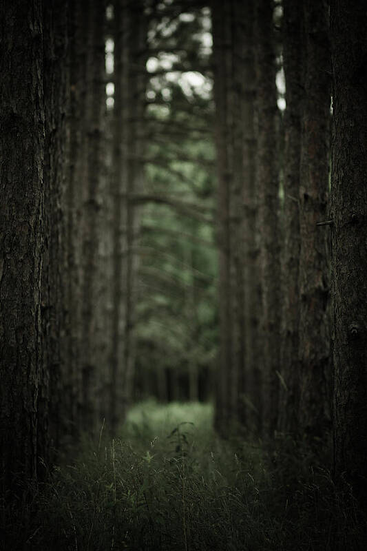 Trees Art Print featuring the photograph Between The Trees by Shane Holsclaw
