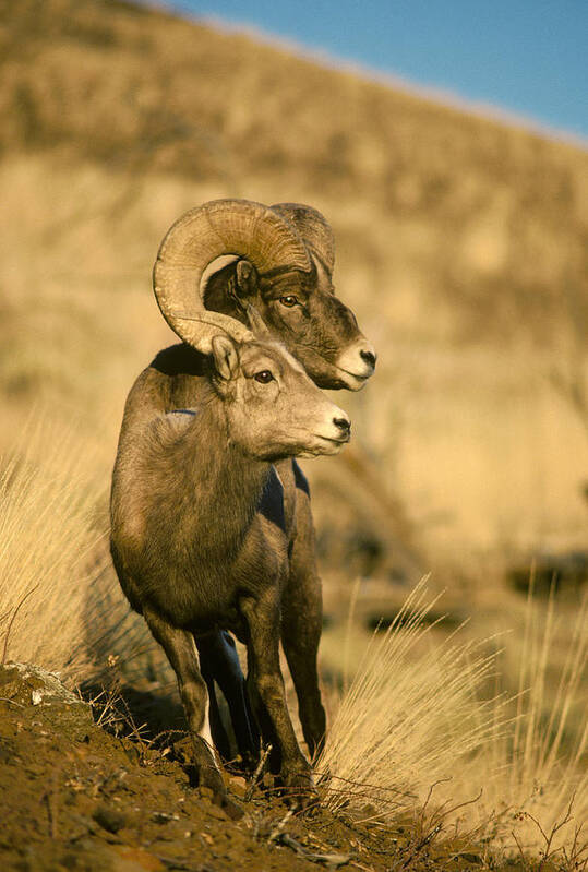 Feb0514 Art Print featuring the photograph Bighorn Sheep Yellowstone Np Wyoming by Michael Quinton