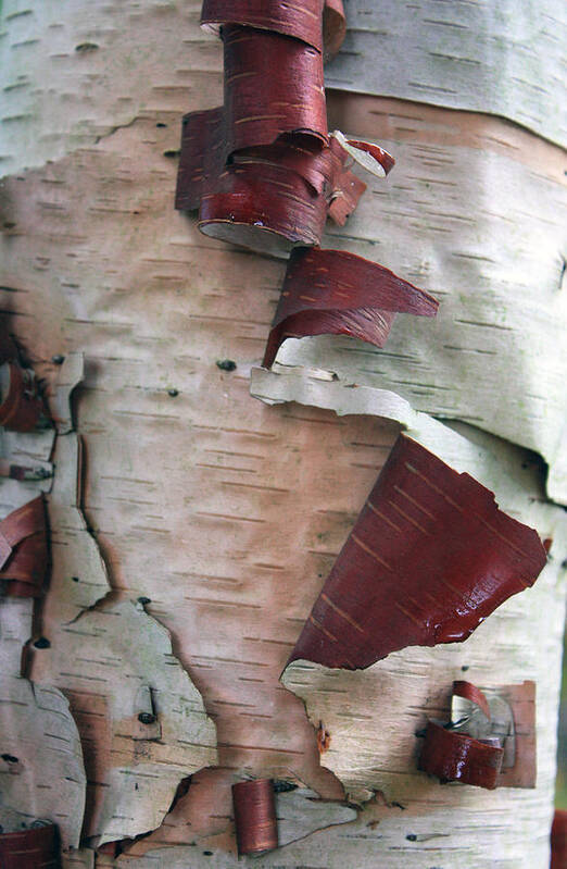 Trees Art Print featuring the photograph Birch Bark by Gerry Bates