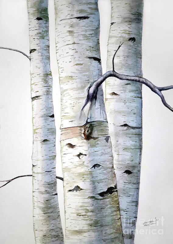 Birch Art Print featuring the painting Birch Trees in watercolor by Christopher Shellhammer