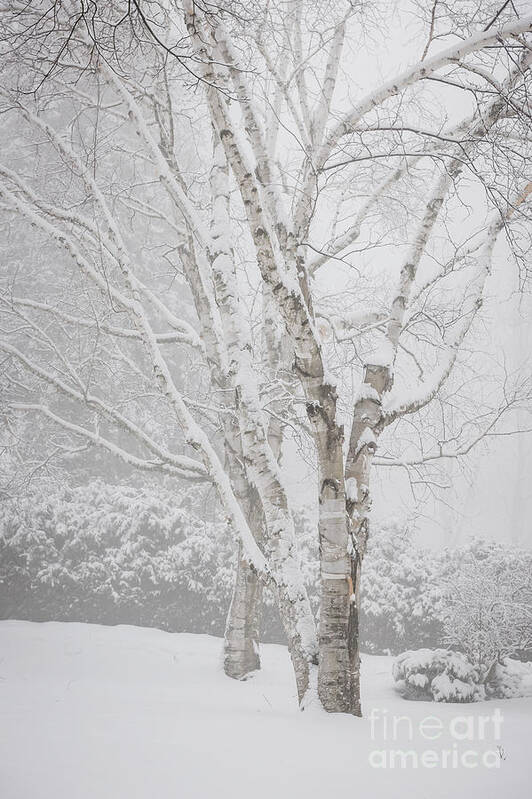 Birch Art Print featuring the photograph Birch trees in winter by Elena Elisseeva