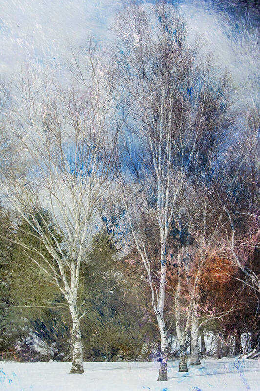 Birch Art Print featuring the digital art Birches Winter and Abstract Painting 1 by Anita Burgermeister