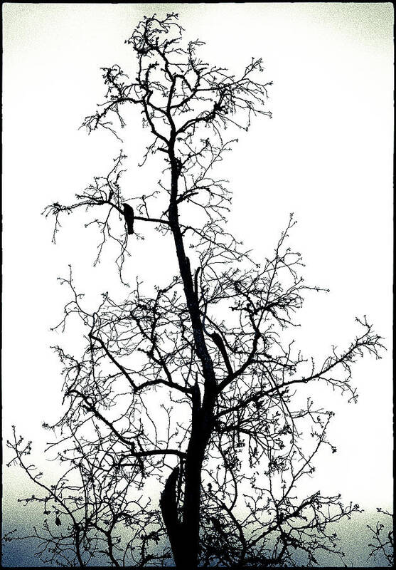 Silhouette Art Print featuring the photograph Bird in the Branches by Caitlyn Grasso