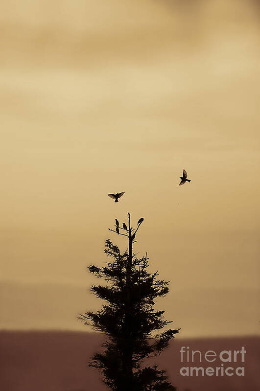 Birds Art Print featuring the photograph birds flying and landing in tree Dolly Sods by Dan Friend