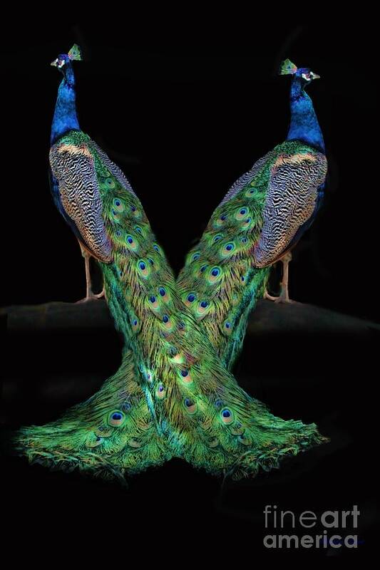 Peacock Art Print featuring the photograph Birds of a Feather by Stephanie Laird