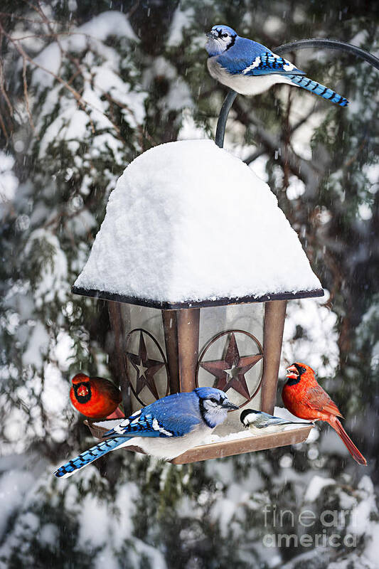 Birds Art Print featuring the photograph Birds on bird feeder in winter by Elena Elisseeva