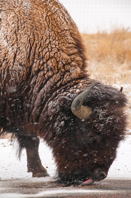 Bison Art Print featuring the photograph Bison in Snow Licking Ground by Tom Potter