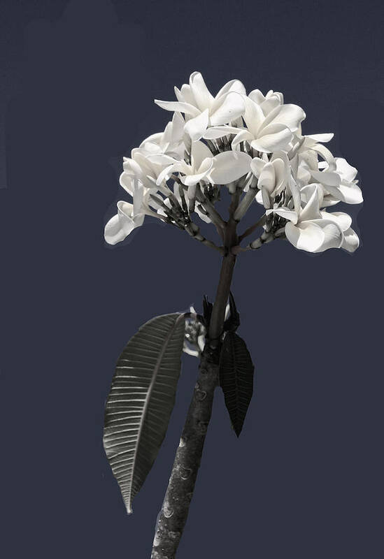 Flower Art Print featuring the photograph Black and White Plumeria by Rosalie Scanlon