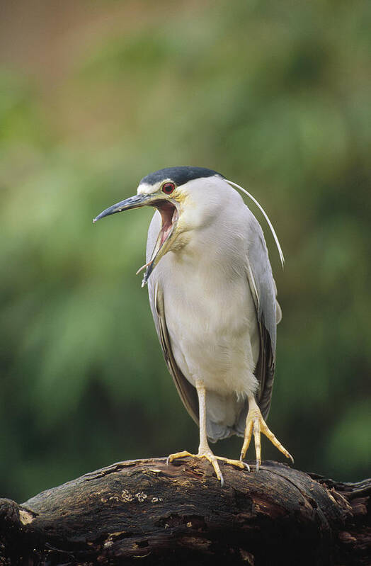 Feb0514 Art Print featuring the photograph Black-crowned Night Heron Calling by Konrad Wothe