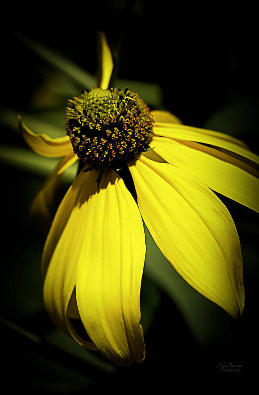 Black-eyed Susan Art Print featuring the photograph Black Eyed Susan 3 by Julie Palencia