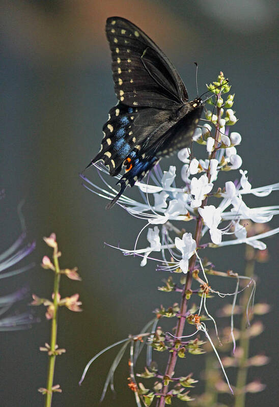 Butterfly Art Print featuring the photograph Black Swallowtail Among the Cats Whiskers by Suzanne Gaff