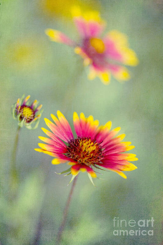 Blanket Flowers Art Print featuring the photograph Blanket Flowers by Elena Nosyreva