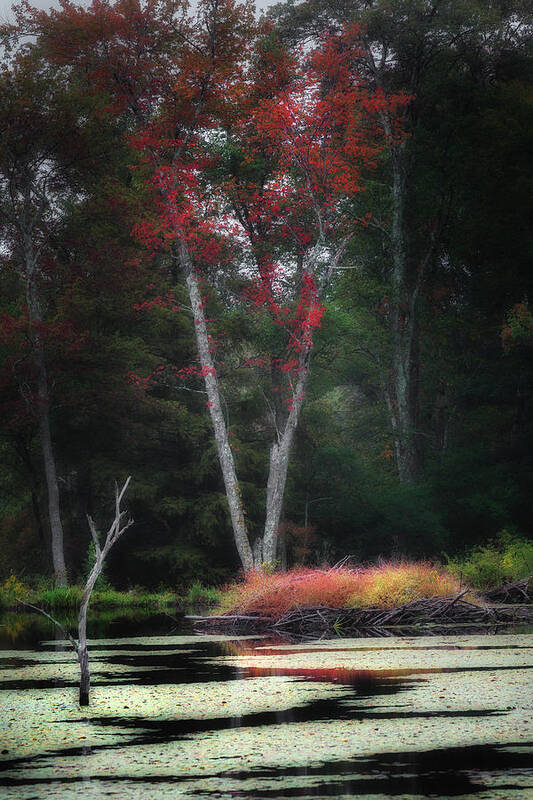 Autumn Art Print featuring the photograph Blazing Beaver Hut by Bill Wakeley