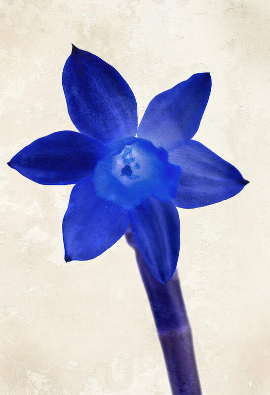Blue Art Print featuring the photograph Blue flower beige texture by Matthias Hauser