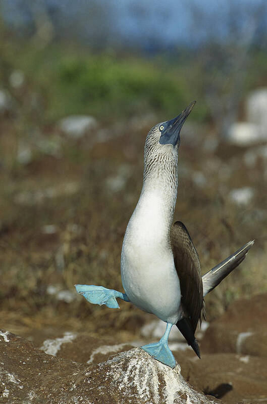Feb0514 Art Print featuring the photograph Blue-footed Booby Dancing Galapagos by Tui De Roy