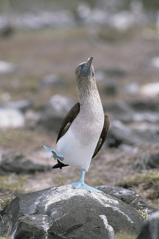 Feb0514 Art Print featuring the photograph Blue-footed Booby In Courtship Dance by Konrad Wothe