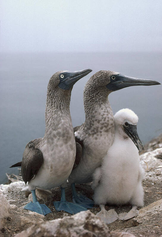 Feb0514 Art Print featuring the photograph Blue-footed Booby Pair With Chick by Tui De Roy
