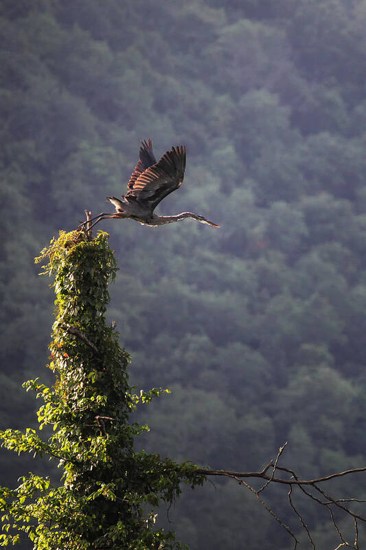 Blue Heron Art Print featuring the photograph Blue Heron Leaving Snag by Michael Dougherty