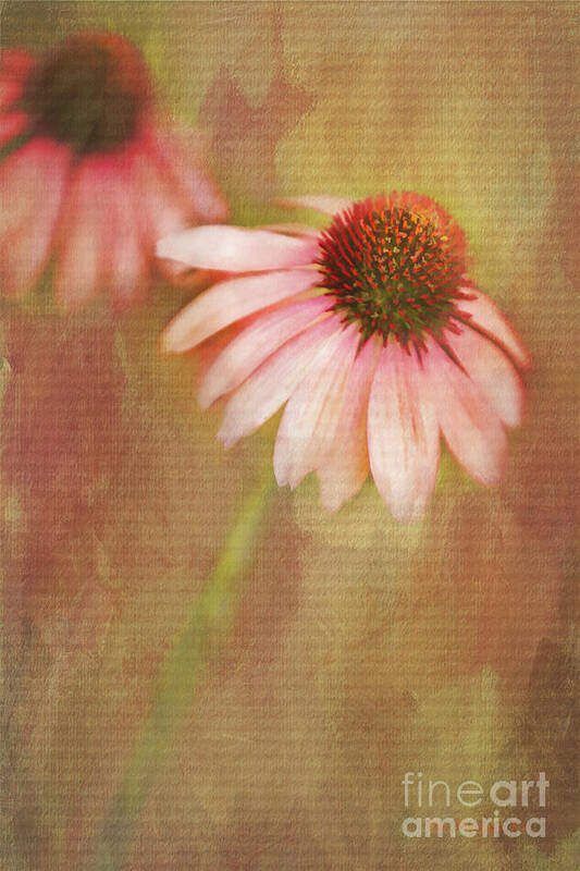 Flower Art Print featuring the painting Blushing by Linda Blair