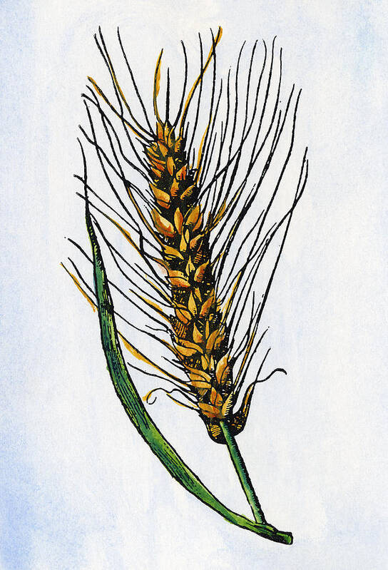 1579 Art Print featuring the drawing Botany Wheat, 1579 by Granger