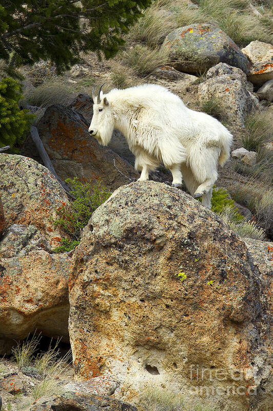 Mountain Goat Art Print featuring the photograph Bouldering by Aaron Whittemore