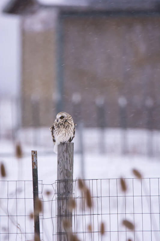 Short Eared Owl Art Print featuring the photograph Braving the Snow by Tracy Winter