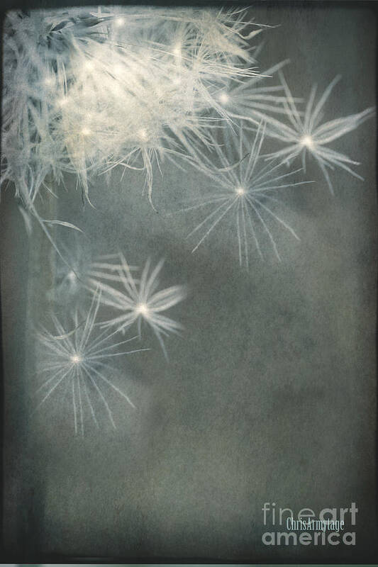 Dandelion Art Print featuring the photograph Breaking free ... by Chris Armytage