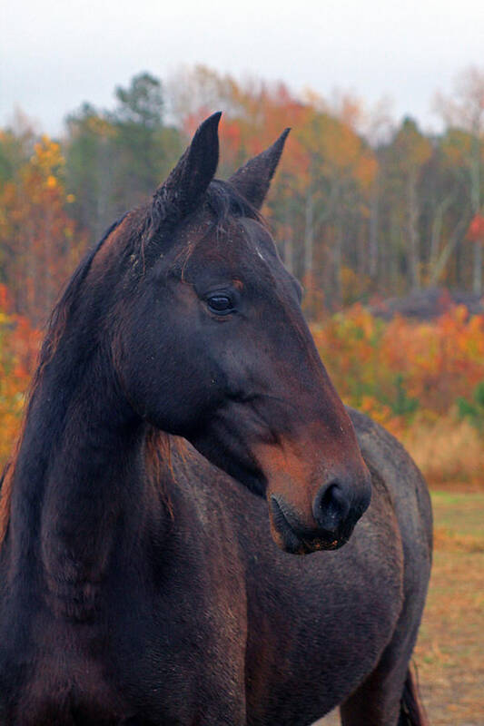 Brown Horse Art Print featuring the photograph Brown Beauty In Autumn by Jennifer Robin