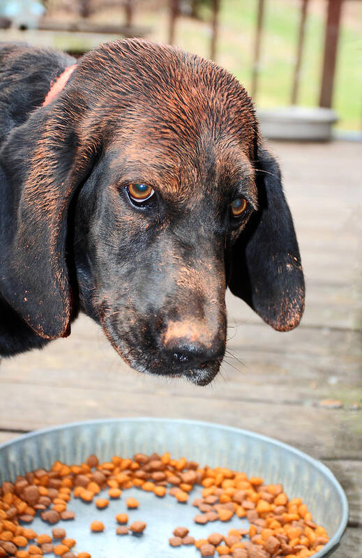 Hound Dog Art Print featuring the photograph Brown Noser by Jennifer Robin