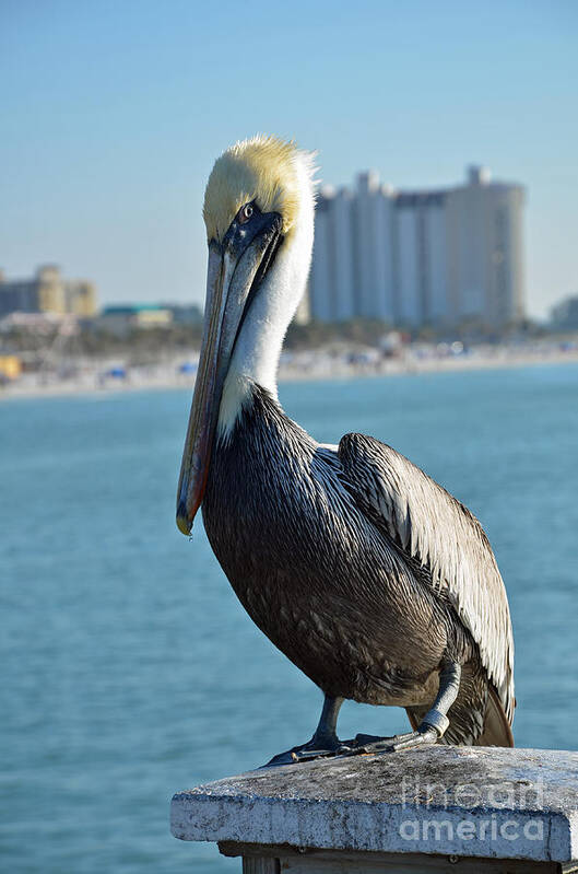 Pelican Art Print featuring the photograph Brown Pelican by Robert Meanor
