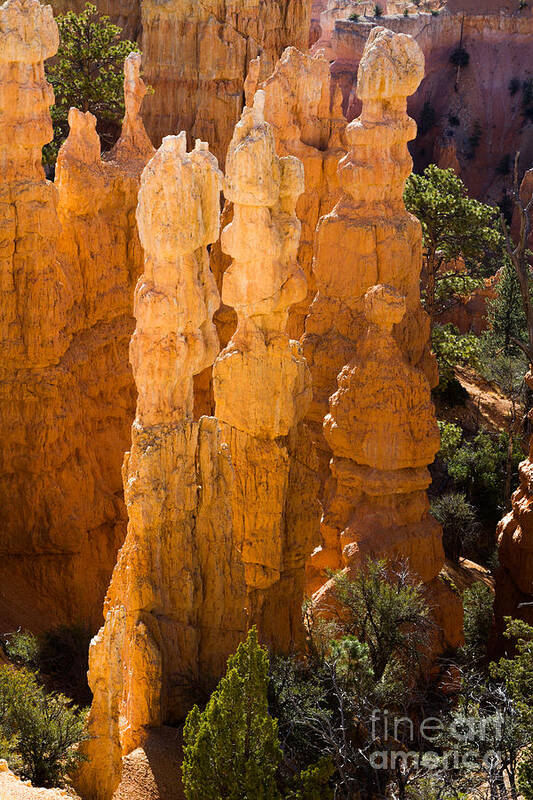 Bryce Canyon National Park Art Print featuring the photograph Bryce Canyon from Bryce Point 2 by Dan Hartford