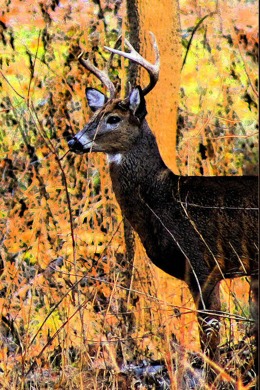 White Tail Deer Art Print featuring the photograph Buck Scouting for Doe by Lorna Rose Marie Mills DBA Lorna Rogers Photography