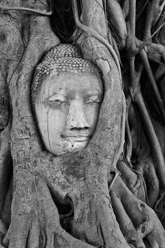 Ayutthaya Art Print featuring the photograph Buddha Head in Tree Roots bw by Bob VonDrachek