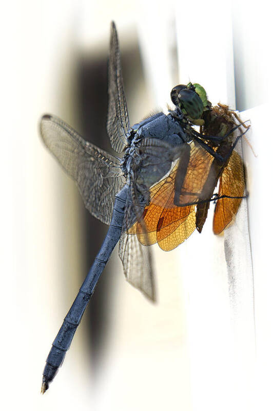 Dragonfly Art Print featuring the photograph Bugzilla by Darlene Kwiatkowski