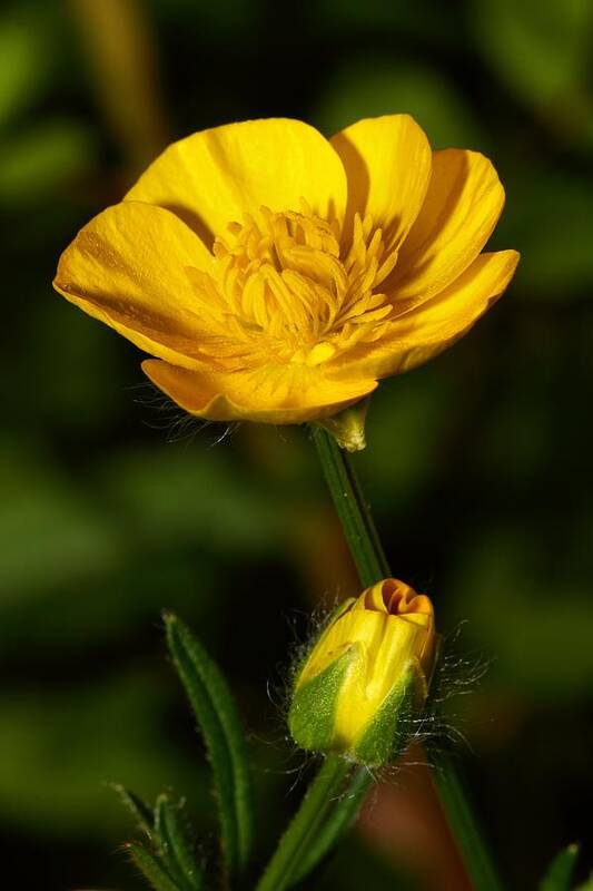 Buttercup Art Print featuring the photograph Build Me Up by Mike Farslow