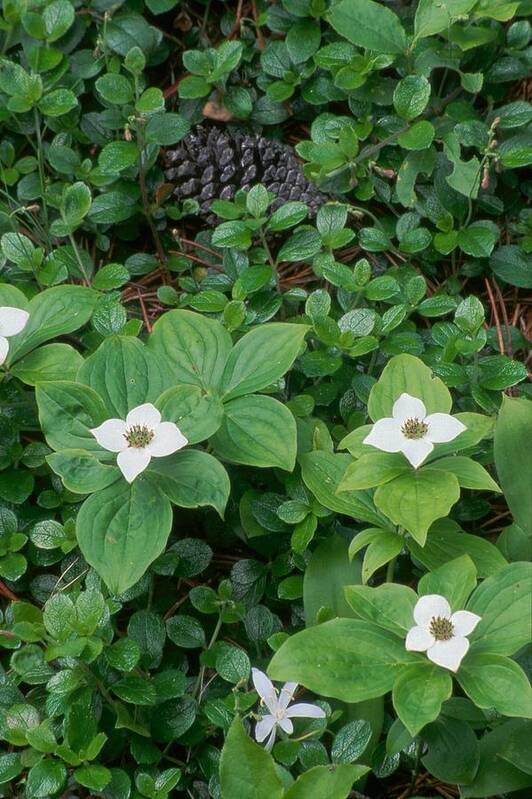 Bunchberry Art Print featuring the photograph Bunchberry by Ken Dietz