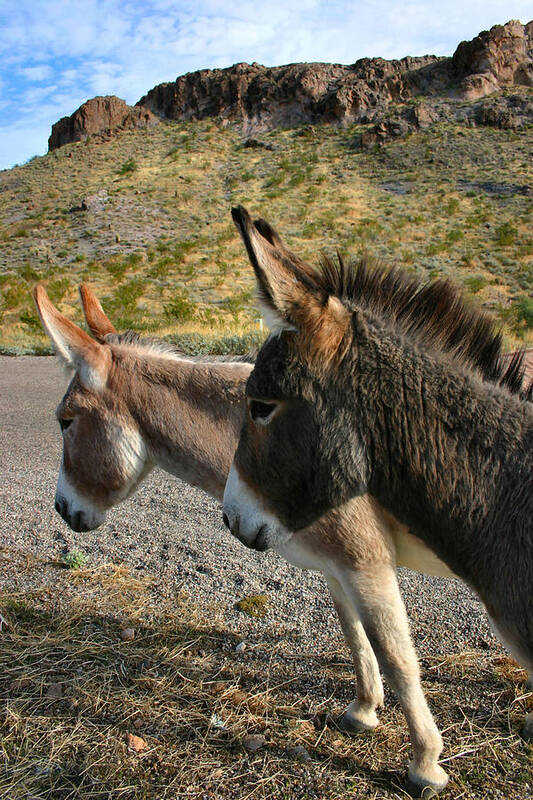 Mules Art Print featuring the photograph Burros by Kristin Elmquist