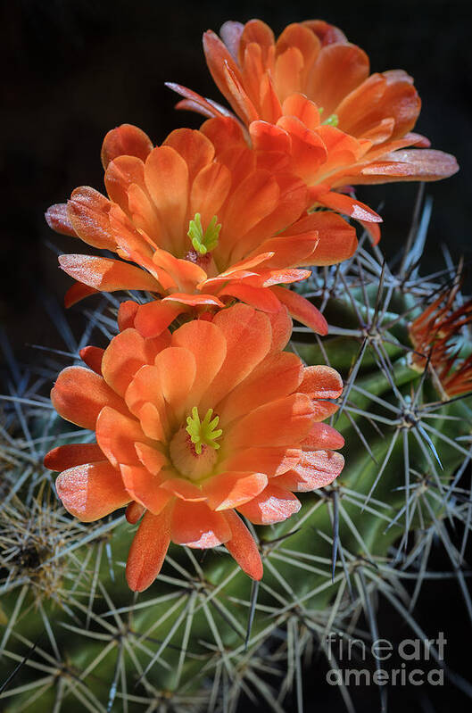 Orange Cactus Flower Art Print featuring the photograph Burst of Orange by Tamara Becker