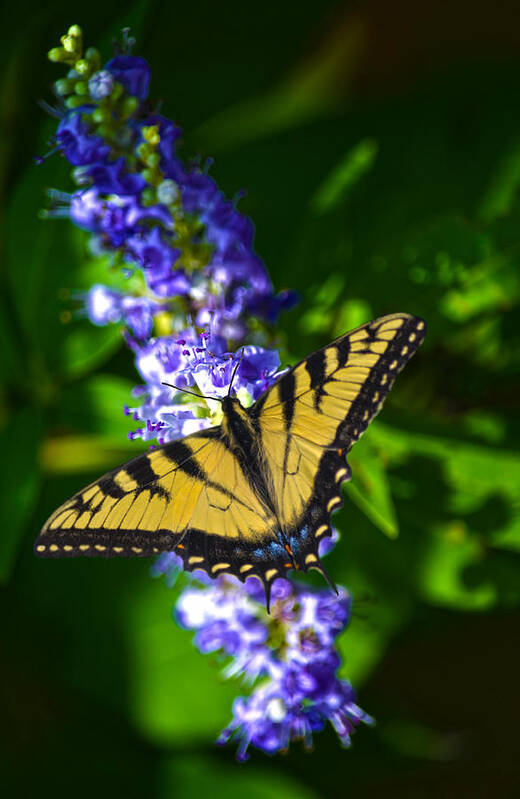 Swallowtail Art Print featuring the photograph Butterflly Bush And The Swallowtail by Sandi OReilly