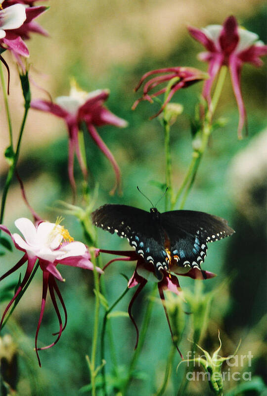 Butterfly Art Print featuring the photograph Butterfly and Pink Columbine by Heather Kirk