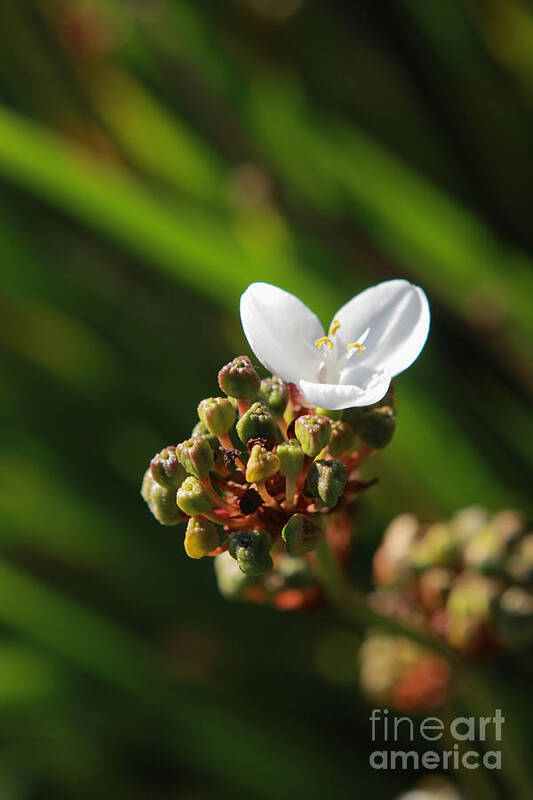 Flower Art Print featuring the photograph Butterfly Flower by Aidan Moran