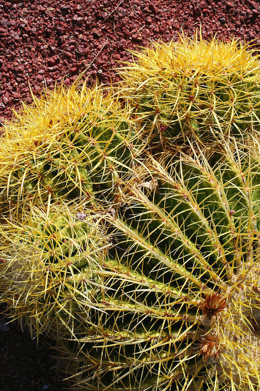  Art Print featuring the photograph Cactus 9 by Cheryl Boyer