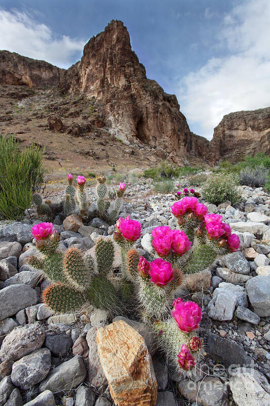 Flowers Art Print featuring the photograph Cactus Blooms by Bill Singleton