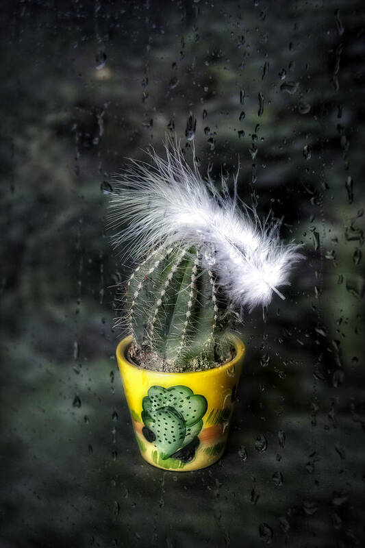 Cactus Art Print featuring the photograph Cactus With Feather by Joana Kruse