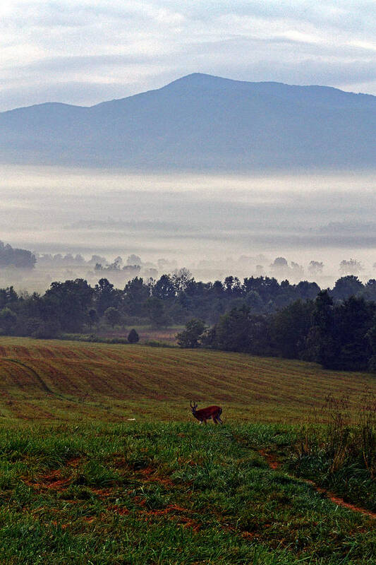 Deer Art Print featuring the photograph Cades Cove - Misty Morning by George Bostian