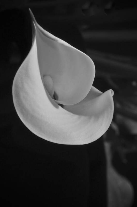 Cala Lilly Art Print featuring the photograph Cala Lilly 4 by Ron White