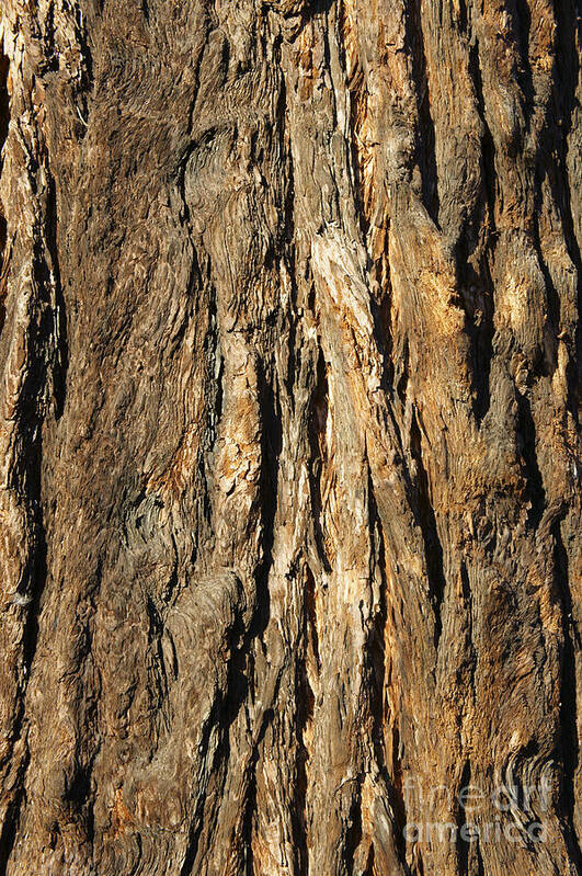 California Redwood Tree Art Print featuring the photograph California Redwood Bark by John Mitchell