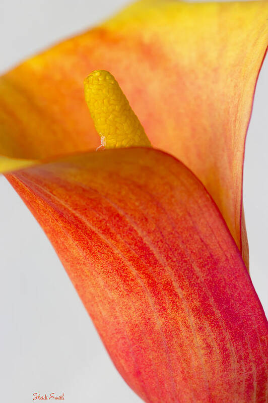 Yellow Art Print featuring the photograph Calla by Heidi Smith