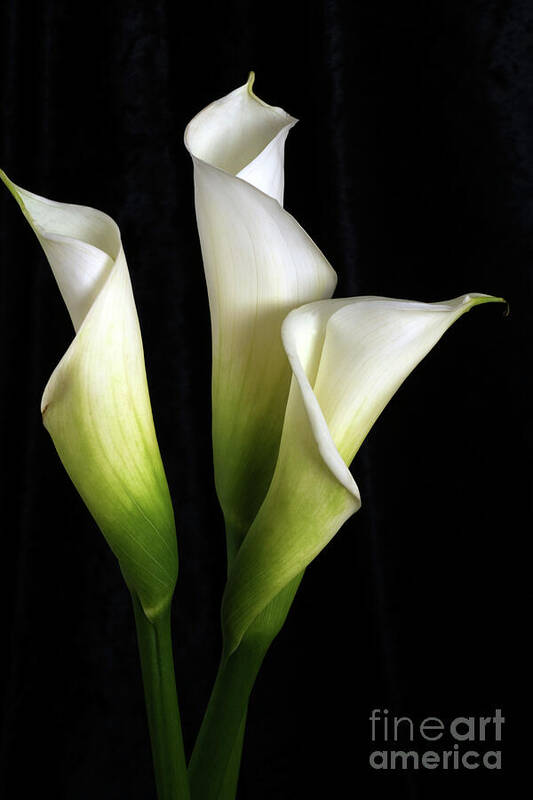 Calla Lily Art Print featuring the photograph Calla Lily Flower Trio by Linda Matlow