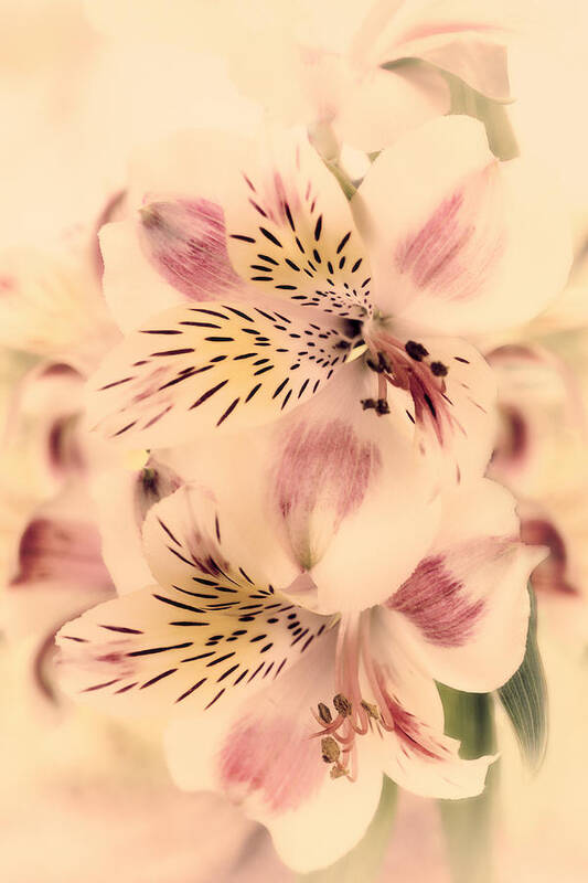 Floral Art Print featuring the photograph Calypso by Darlene Kwiatkowski